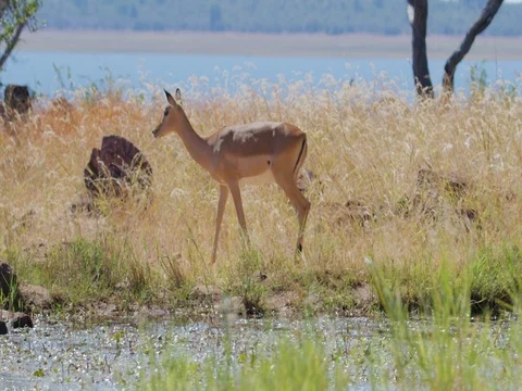 Impala Female Walking Stock Footage 72183608