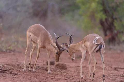 Impala fighting, antelope Stock Photos