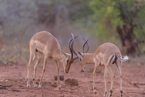 Impala fighting, antelope Stock Photos