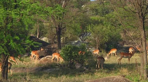 Impala Stock Footage 10586537