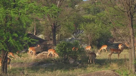 Impala Stock Footage 10698546