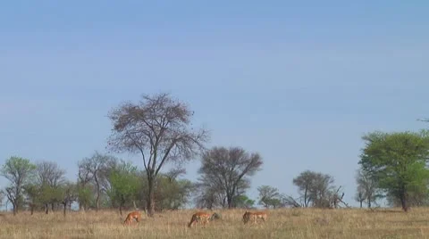 Impala Stock Footage 10699061