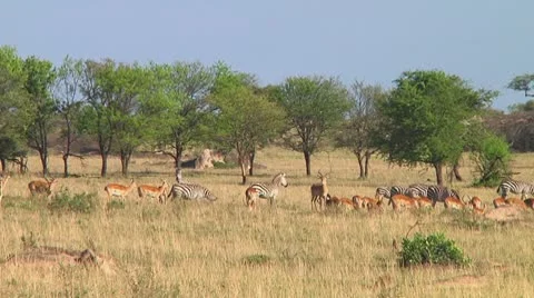Impala Stock Footage 10721057