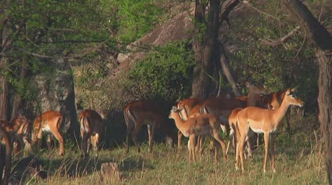 Impala Stock Footage 10721060