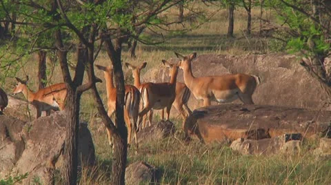 Impala Stock Footage 10721065