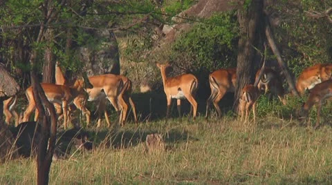 Impala Stock Footage 10721083