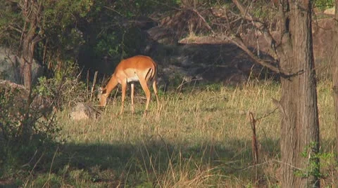 Impala Stock Footage 10721099