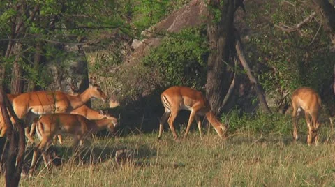 Impala Stock Footage 10721113