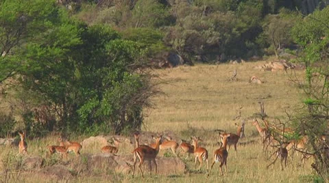 Impala Stock Footage 10721165