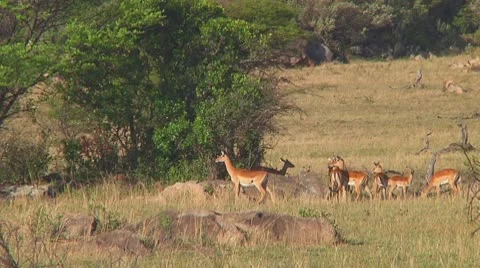 Impala Stock Footage 10721180