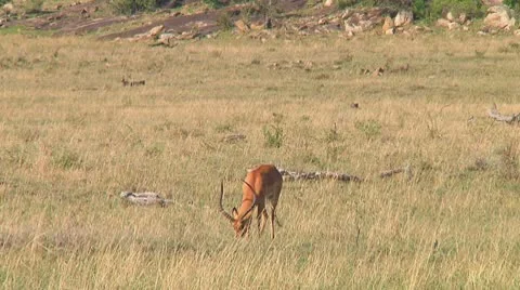 Impala Stock Footage 10721192