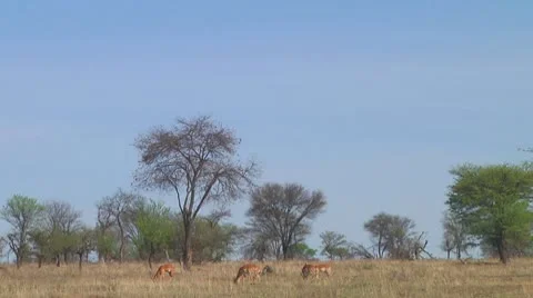 Impala Stock Footage 10721212