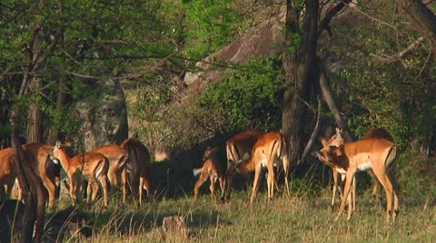 Impala Stock Footage 10749096