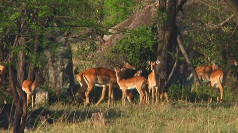 Impala Video stock 10749104