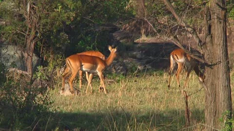 Impala Stock Footage 10749140