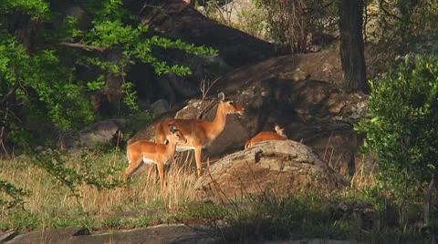 Impala Stock Footage 10749176