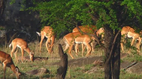 Impala Stock Footage 10749190