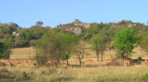 Impala Stock Footage 10749203