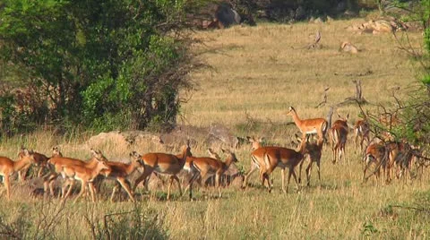 Impala Stock Footage 10749245