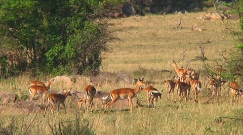 Impala Stock Footage 10749267
