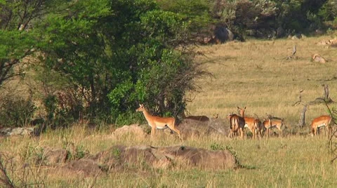 Impala Stock Footage 10749287