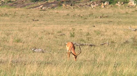 Impala Stock Footage 10749299