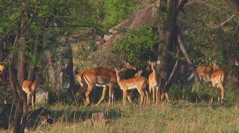 Impala Stock Footage 10755649