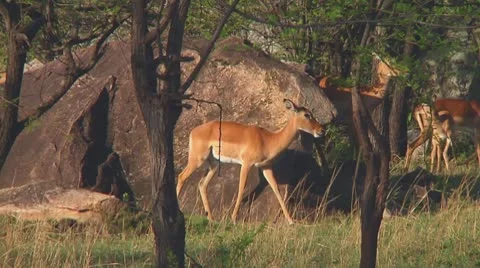 Impala Stock Footage 10755727