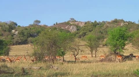 Impala Stock Footage 10755755
