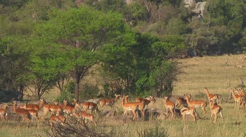 Impala Stock Footage 10755765
