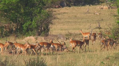 Impala Stock Footage 10755783
