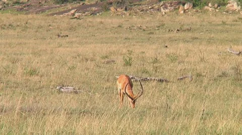 Impala Stock Footage 10755817