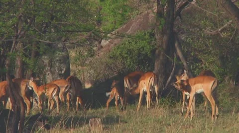 Impala Stock Footage 10758504