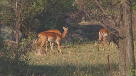 Impala Stock Footage 10758520