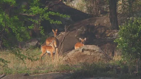 Impala Stock Footage 10758530