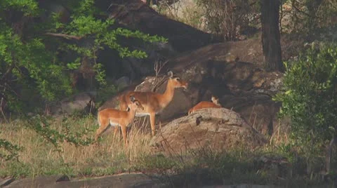 Impala Stock Footage 10758556