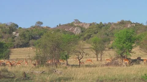 Impala Stock Footage 10758577