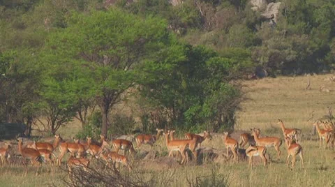 Impala Stock Footage 10758586