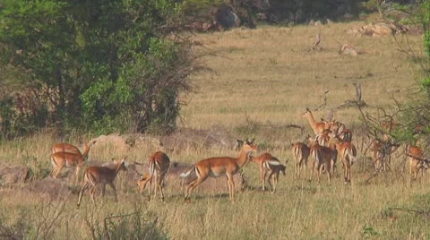 Impala Stock Footage 10758601