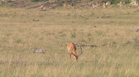 Impala Stock Footage 10758619