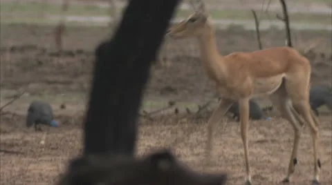 Impala Stock Footage 10886752