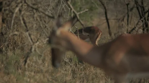 Impala Stock Footage 28645367