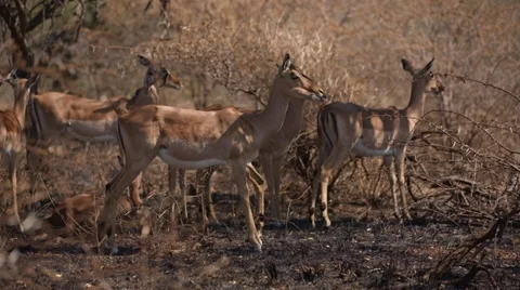 Impala Stock Footage 30020405