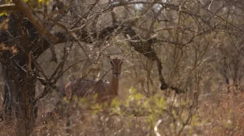 Impala Stock Footage 30020489