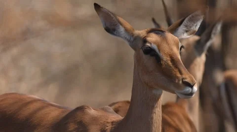Impala Stock Footage 30020558