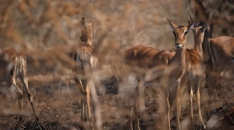 Impala Stock Footage 30020773
