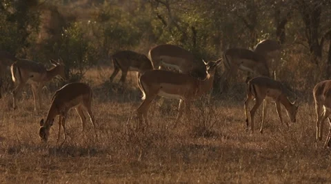 Impala Stock Footage 30021126