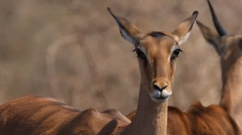 Impala 動画素材 30025436