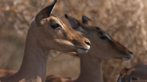 Impala Stock Footage 30027209