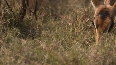 Impala Stock Footage 30034341